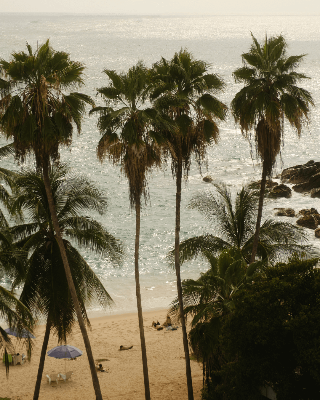 Palmeras en Puerto Escondido